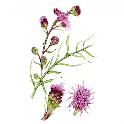 Illustration of Liatris scariosa var. nieuwlandii,<br>Savanna Blazing Star